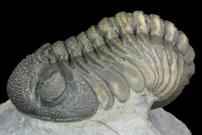 Detailed Morocops Trilobite - Beautiful Eyes #90020